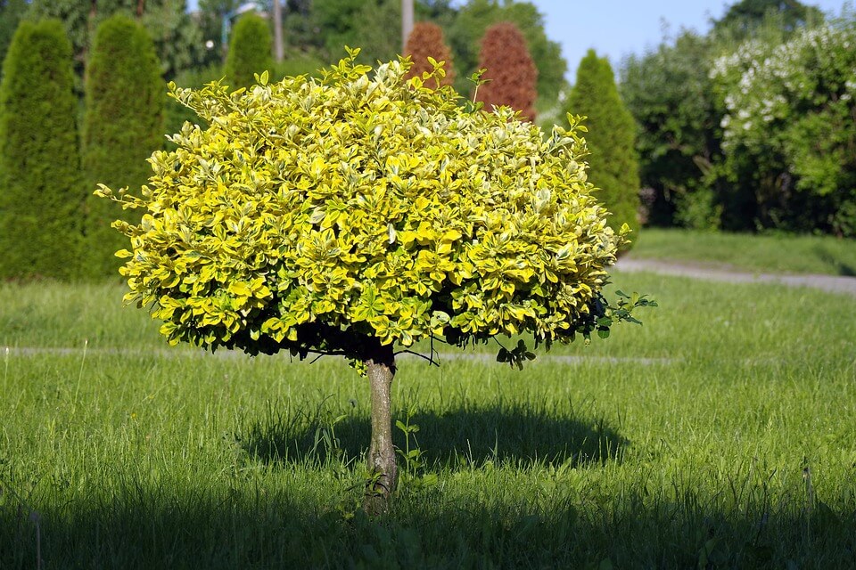 urna biodegradável